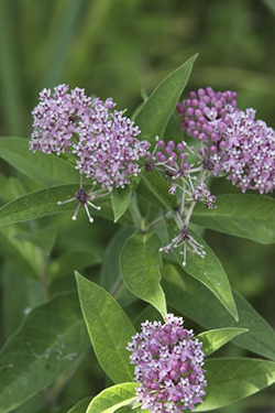 Common milkweed